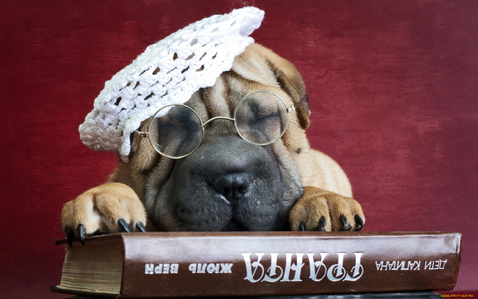 , , shar, pei